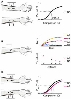 An Adaptation-Induced Repulsion Illusion in Tactile Spatial Perception